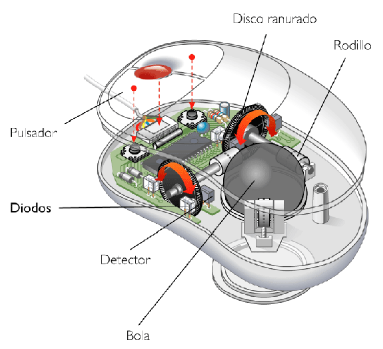 Partes de un ratón de bola